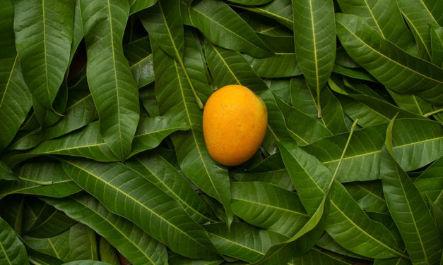 Mango leaf extract boosts performance